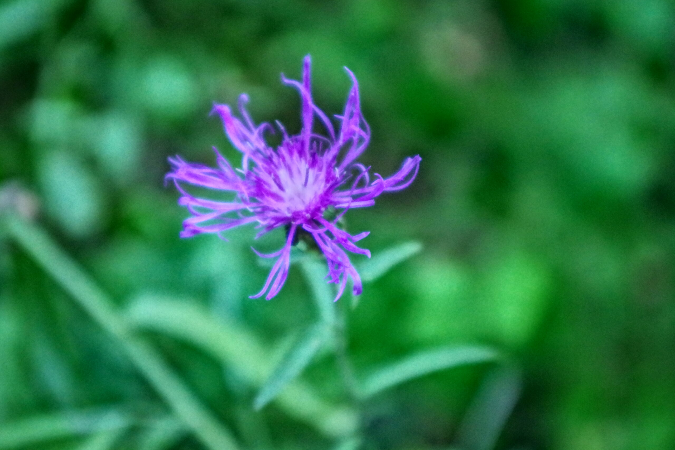 Primo piano di Centaurea