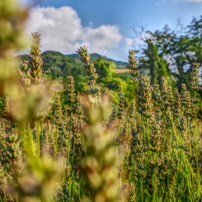 Campo di lavanda ad agosto